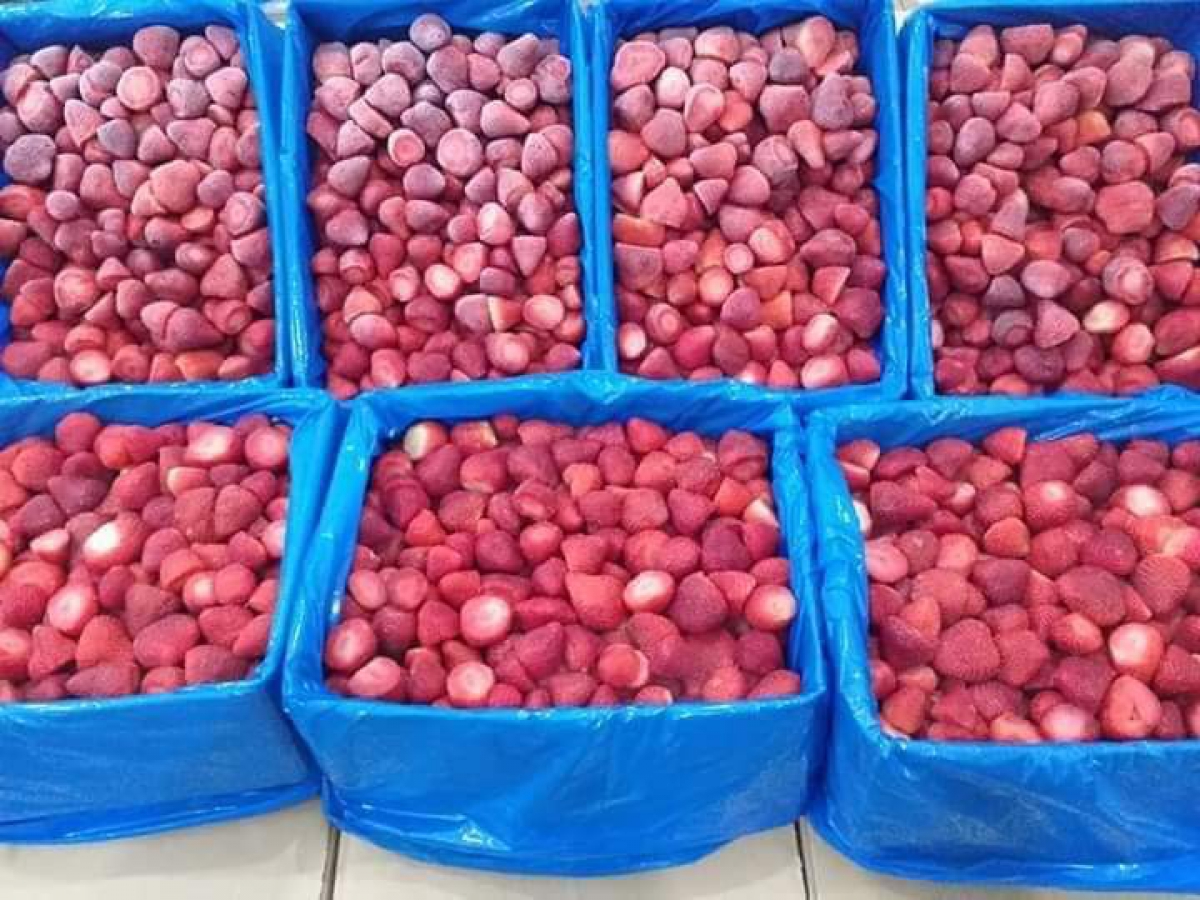 Frozen strawberry Bulk cartoon 10 kilos