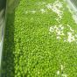 Frozen green peas