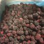 Frozen blackberries